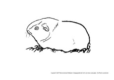 Meerschweinchen.pdf